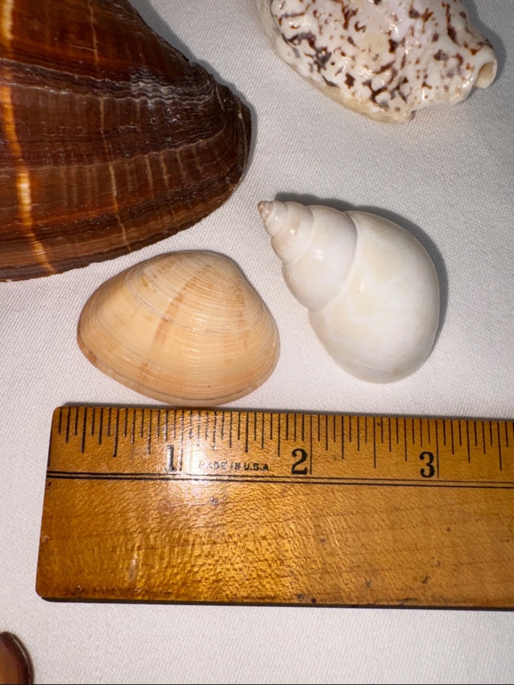 20pc Boutique Natural Shell Collection - Excellent Condition - Picture 8 of 14